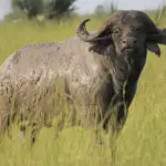 7 overraskende ting, du kan få for prisen på en Big Mac