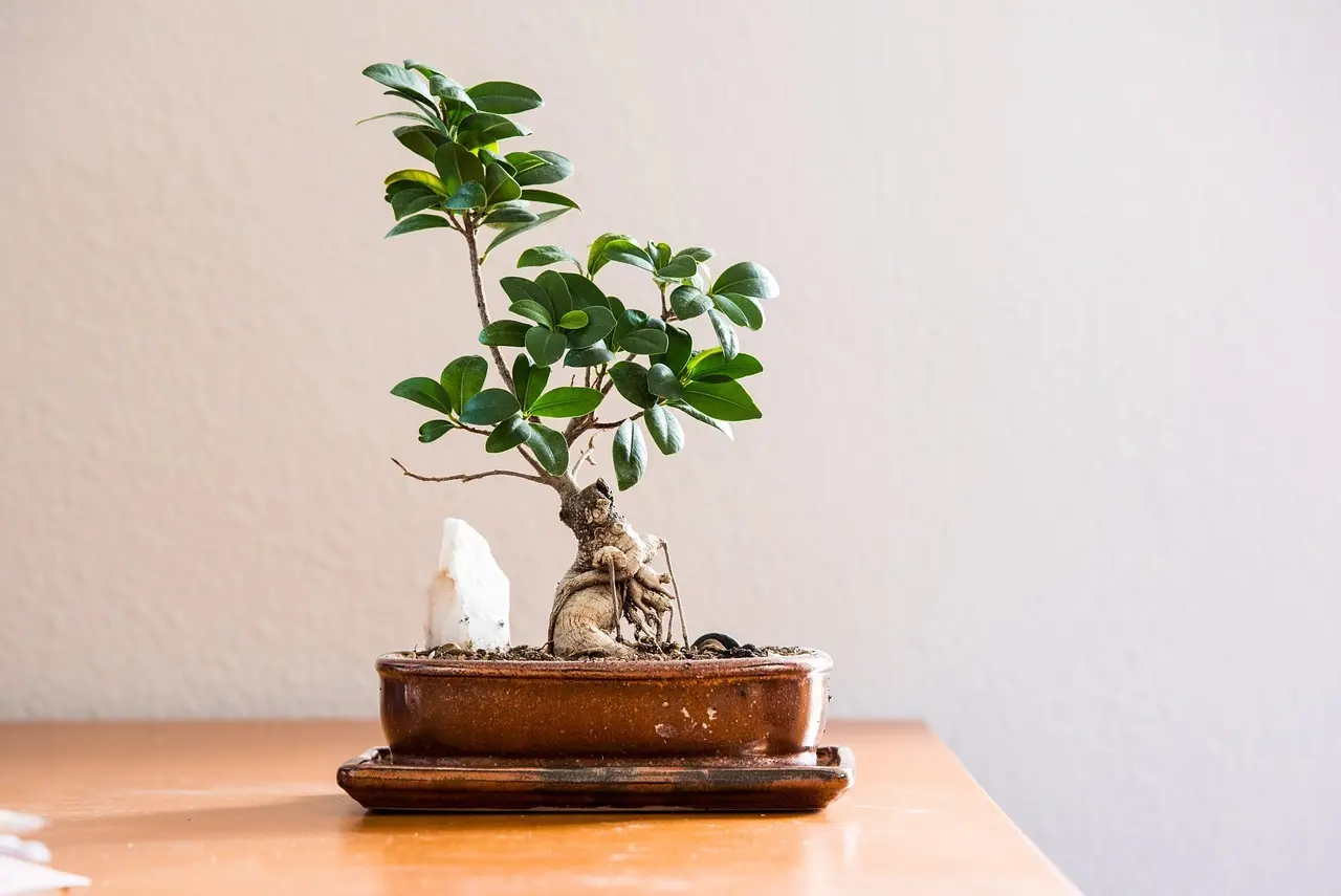 Bonsai plante på bord