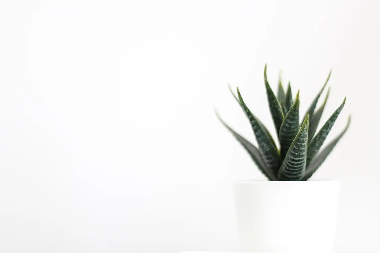 Sukkulent i hvid potte